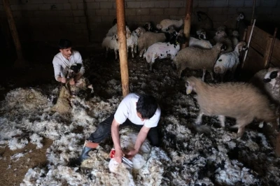 Erzincan&rsquo;da kuzu kırkım sezonu başladı
