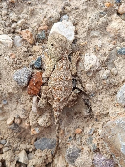 Erzincan&rsquo;da nesli t&uuml;kenme tehlikesi altındaki &lsquo;Bozkır Keleri&rsquo; g&ouml;r&uuml;nt&uuml;lendi
