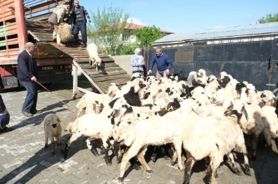 Erzincan&rsquo;da yayla g&ouml;&ccedil;&uuml; başladı: Şavaklı &uuml;reticiler emek yolculuğunda
