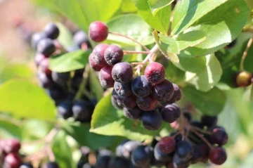 Erzincan&rsquo;ın aronya &uuml;retimi ilgi g&ouml;r&uuml;yor
