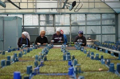 Erzincan seracılıkta hedefini b&uuml;y&uuml;t&uuml;yor
