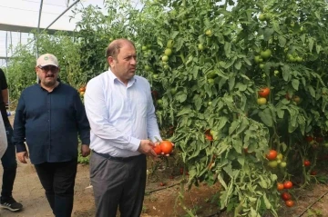 Erzincan seralarında &uuml;retilen domates 16 liradan alıcı buluyor