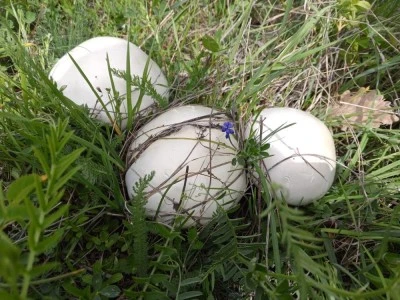 Vatandaşlara "zehirli mantar" uyarısı