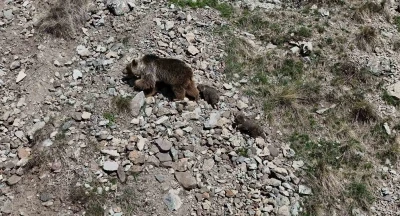 Erzurum Oltu&rsquo;da bozayı iki yavrusuyla g&ouml;r&uuml;nt&uuml;lendi

