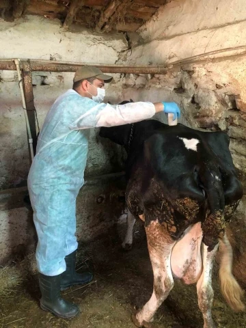 Eskişehir&rsquo;de ahır ve ağılda sağlık hizmeti devam ediyor
