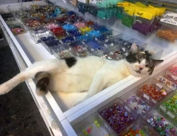 Eskişehir&rsquo;de &ccedil;arşı i&ccedil;indeki d&uuml;kkanda beslenen kedilerin zehirlenerek &ouml;ld&uuml;r&uuml;ld&uuml;ğ&uuml; iddia edildi
