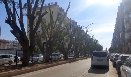 Esnaf g&uuml;n ışığı istedi, 30 yıllık Benjamin ağa&ccedil;ları budandı
