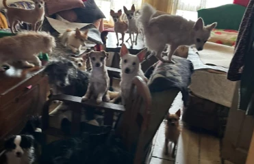 Evde sağlıksız koşullarda tutulan 55 hayvan koruma altına alındı