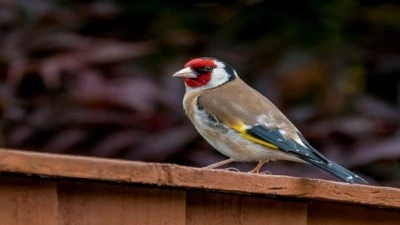 Evinde saka kuşu besleyen şahsa rekor ceza! 