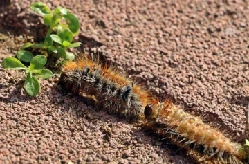 Evinin bah&ccedil;esindeki tırtılları s&uuml;p&uuml;rd&uuml;, hastanelik oldu
