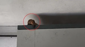 Evlere giren maymun yakalandı, 10 yaşındaki S&uuml;meyye ağladı