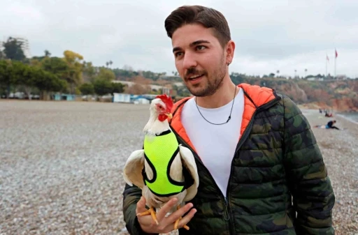 Falezlerden d&uuml;şen tavuğu denizden kurtarıp sahiplendi, şimdi yanından ayrılmıyor
