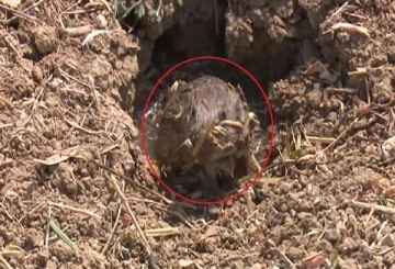 Bursa'da fareler 40 bin d&ouml;n&uuml;m ekili alana zarar verdi