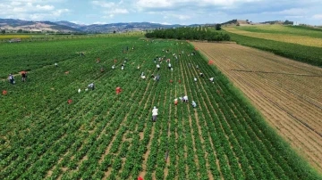 Fasulye fiyatları &uuml;reticiyi zor duruma soktu
