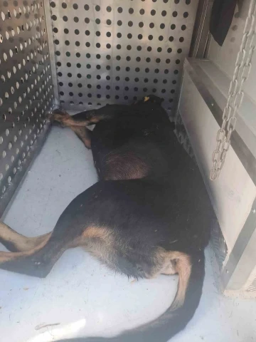 Fatih Belediyesi ekipleri saldırarak adamın &ouml;l&uuml;m&uuml;ne neden olan sahipsiz k&ouml;pekleri topluyor
