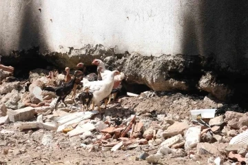 Fethiye&rsquo;de &rsquo;piton&rsquo; n&ouml;beti
