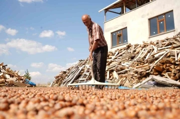 Fındığın zorlu mesaisi: Trabzon&rsquo;da binbir emekle toplanan fındıklar komşu il Bayburt&rsquo;ta kurutuluyor
