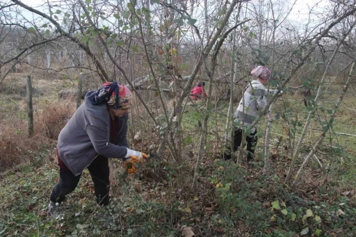 Fındık bah&ccedil;elerinde kış bakımı başladı
