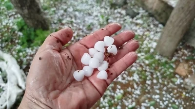Fındık b&uuml;y&uuml;kl&uuml;ğ&uuml;nde yağan dolu trafik kazasını beraberinde getirdi: 1 yaralı
