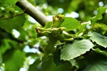 Fındık hasadında en iyi y&ouml;ntem silkeleme ile yerden toplama
