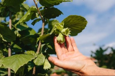 Fındık Ka&ccedil; Liradan Alınacak?