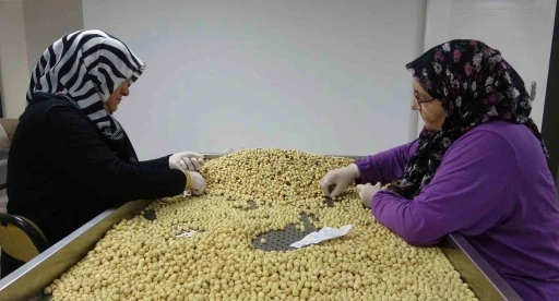 Fındıkta hasat ve kurutma bitti; kırma, kavurma ve paketleme d&ouml;nemi başladı
