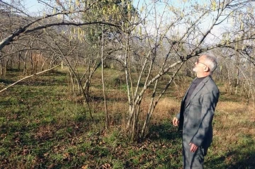 Fındıkta zirai don riski, serbest piyasada fındık fiyatını y&uuml;kseltti
