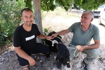 Firar eden kurbanlık, 10 g&uuml;n sonra yakalandı