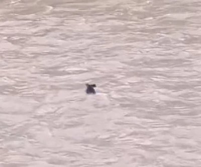 Fırtınanın &ccedil;aya s&uuml;r&uuml;klediği yaban domuzu hayatta kalmayı başardı
