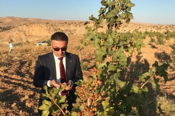 Fıstıkların geliri &ouml;ğrencilere verilecek
