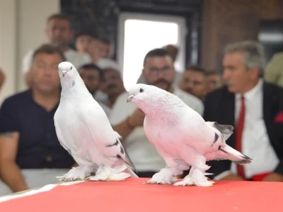 Fiyatı 5 milyon liraya kadar &ccedil;ıkan şebap g&uuml;vercinleri podyumda