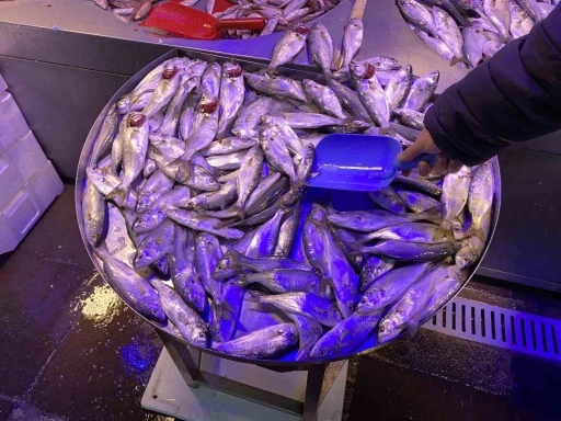 Fiyatı d&uuml;şen &ccedil;inekopa ilgi yoğun