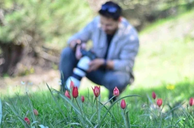 Fotoğraf tutkunları Manisa Lalesi i&ccedil;in Spil Dağına akın etti
