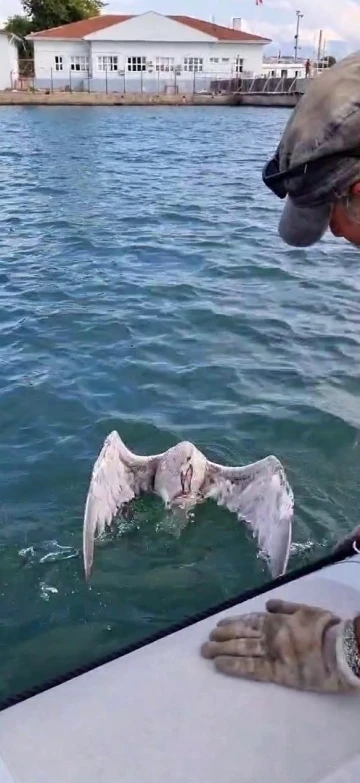 Gagasına misina dolanan martıyı yelken kul&uuml;b&uuml; y&ouml;neticileri kurtardı
