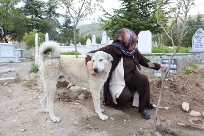 &rsquo;Garip&rsquo;in vefası: &Ouml;len sahibinin mezarından ayrılmıyor
