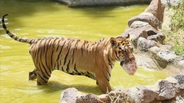 Gaziantep Hayvanat Bah&ccedil;esi sakinleri buzlu kokteyllerle serinliyor