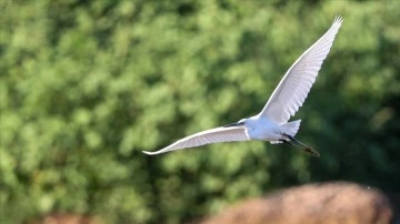 Gaziantep'teki sulak alanlar kuş fotoğraf&ccedil;ılarının uğrak yeri oldu