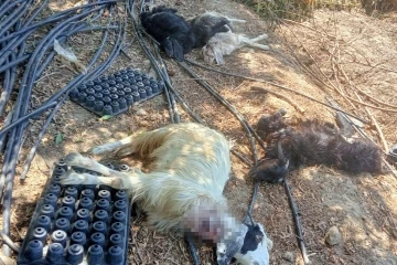 Gazipaşa&rsquo;da bah&ccedil;eye giren kurt hayvanları telef etti
