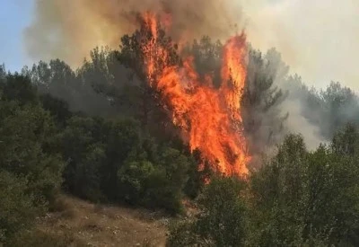 Gebze'de orman yangını