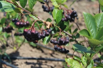 Geleceğin g&ouml;zde &uuml;r&uuml;n&uuml;: Aronya