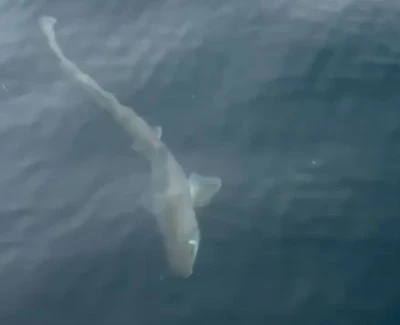 Gemlik K&ouml;rfezi'nde balık&ccedil;ıların oltasına k&ouml;pek balığı takıldı