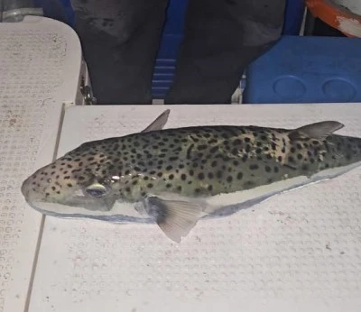  Gemlik K&ouml;rfezi&rsquo;nde benekli balon balığı şoku