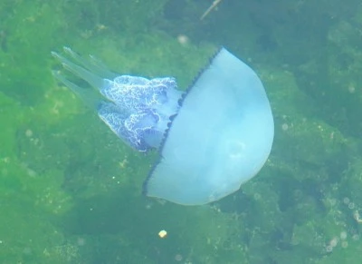 Gemlik K&ouml;rfezi'nde denizanası pop&uuml;lasyonu ciddi boyutlara ulaştı