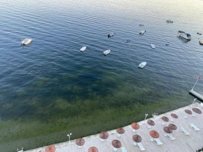 Gemlik K&ouml;rfezi'nden sevindiren haber