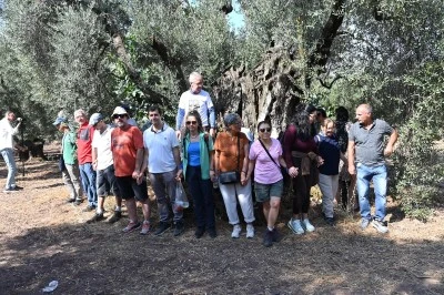 Gemlik'te zeytin ağacı bin 500 yıldır meyve veriyor
