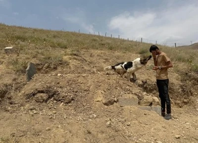 Gen&ccedil; adam kalp krizinden hayatını kaybetti, can dostu mezarından ayrılmıyor! 