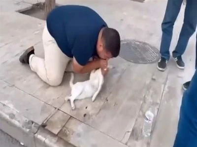 Gen&ccedil; adam kediyi, suni teneff&uuml;s ve kalp mesajı ile kurtarmaya &ccedil;alıştı