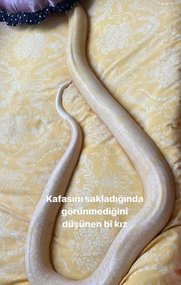 Gen&ccedil; kız el konulan dev pitonun geri verilmesini istedi: "Evcil, zararı yok"
