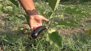 Gen&ccedil;lere &ouml;rnek olmak i&ccedil;in 25 d&ouml;n&uuml;m araziye patlıcan dikti
