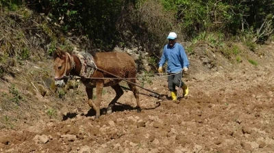 Gerc&uuml;ş&rsquo;te dededen kalma y&ouml;ntemlerle imece usul&uuml; pirin&ccedil; ekimi

